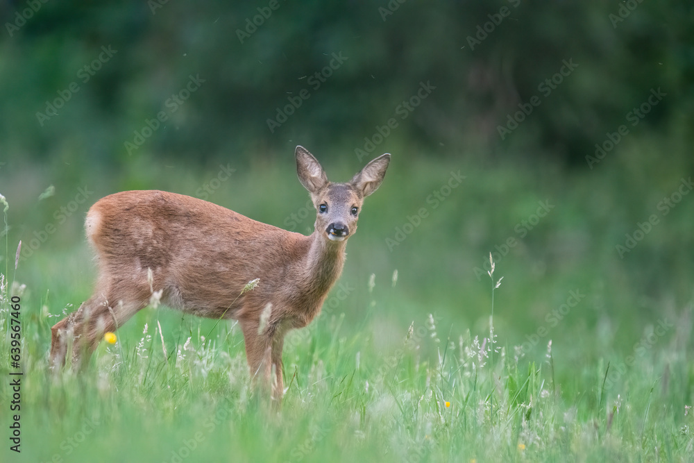 Fototapeta premium Wildlife photography of roe deer with beautiful light on taken by a young photographer with huge respect of those incredible animals. 