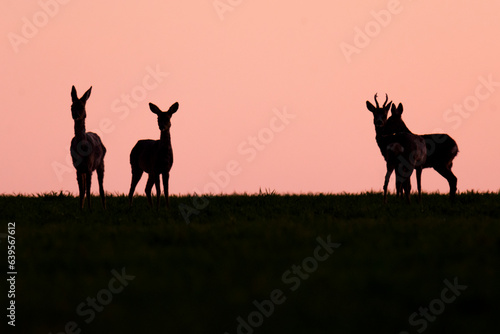 Slika na platnu Wildlife photography of roe deer with beautiful light on taken by a young photographer with huge respect of those incredible animals
