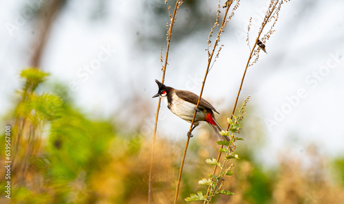 bird on a branch