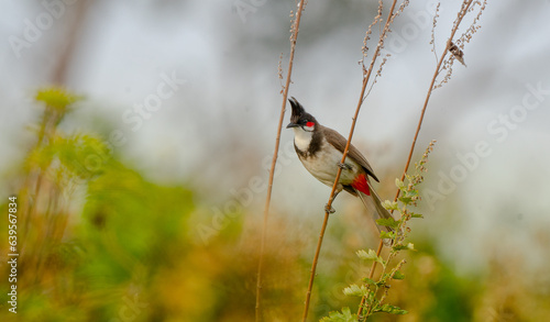 bird on a branch