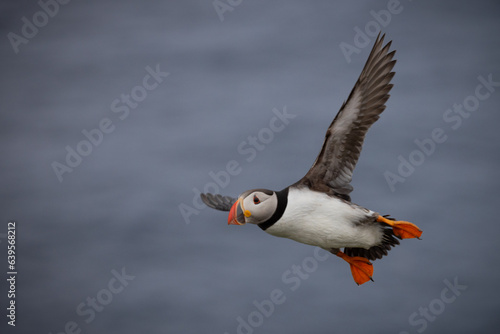 Puffin in flight, Mykines, Faroe Islands © David