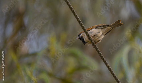 bird on a branch