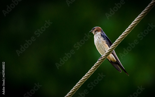 bird on a branch