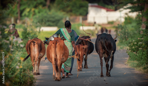 cow walking in road