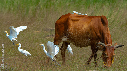 cow on the meadow