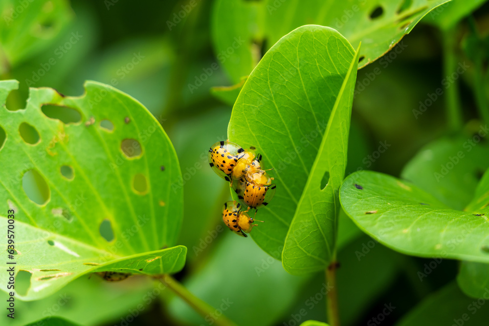 Aspidimorpha miliaris (Golden Tortoise Beetle) crawl on leaf over each other, orange bugs during breeding season Aspidimorpha miliaris (Golden Tortoise Beetle) crawl on leaf over each other, orange bugs during breeding season