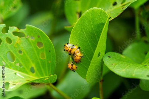 Aspidimorpha miliaris (Golden Tortoise Beetle) crawl on leaf over each other, orange bugs during breeding season