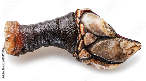 Raw goose barnacles close up isolated on white background. Delicacy food.