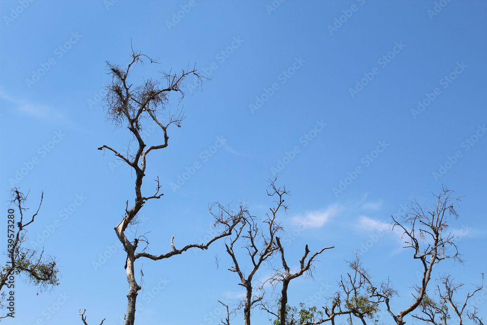 Dry high trees among green leaves or plants, with blue sky background Dry high trees among green leaves or plants, with blue sky background