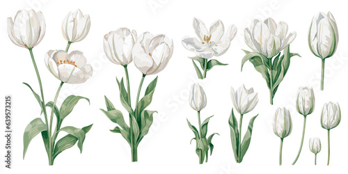 watercolor white tulip clipart for graphic resources