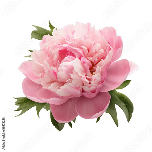 Pink peony flower isolated on transparent background PNG