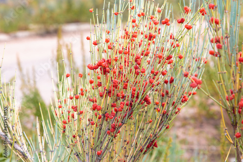 Ephedra is a genus of shrubs of the Oppressive class, the genus of its family is Ephedra Ephedraceae or Ephedra. Red berries, narcotic plant photo