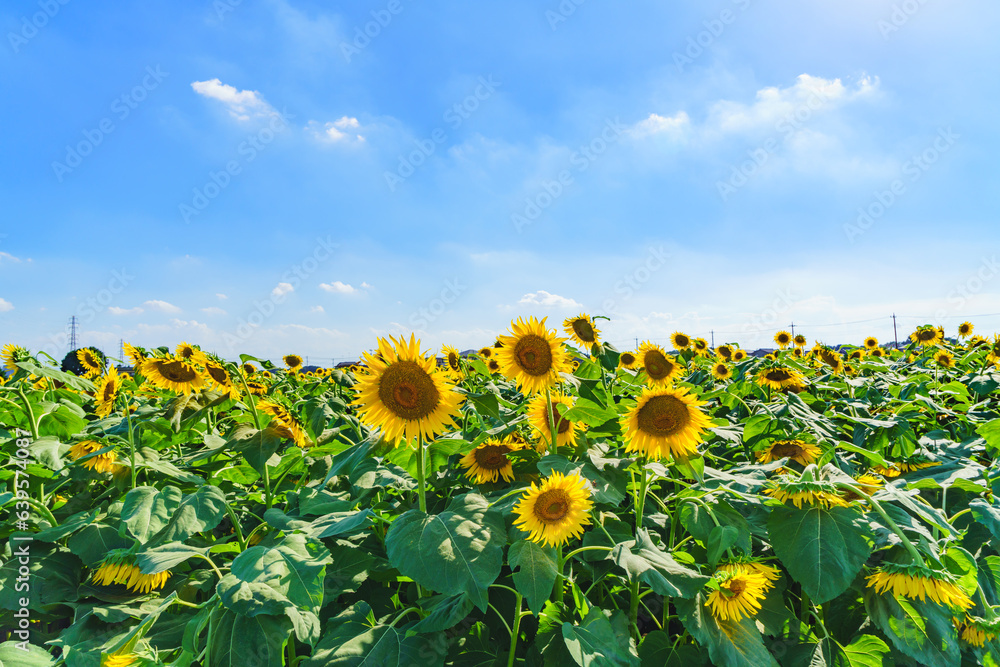 Obraz premium ひまわり