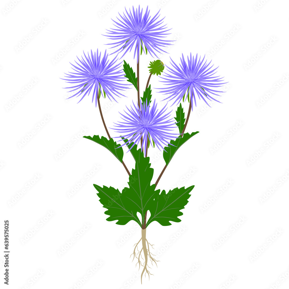 Obraz premium Aster plant with flowers and roots on a white background.