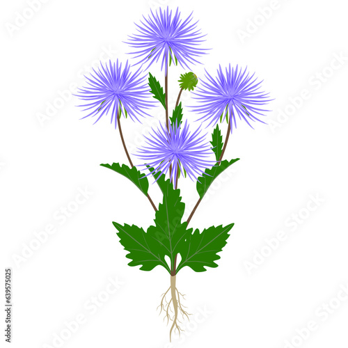 Aster plant with flowers and roots on a white background.