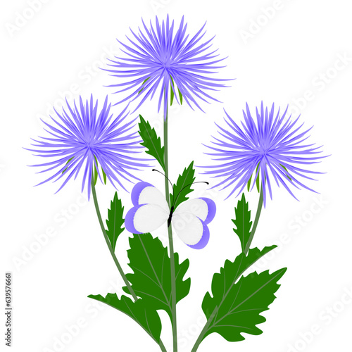 Aster flowers with a butterfly on a white background.