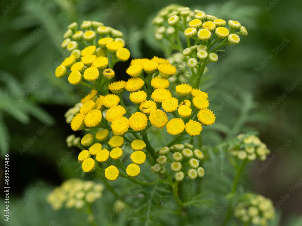 黄色いタンジーの花 黄色いタンジーの花
