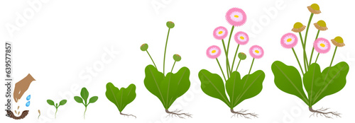 Cycle of growth of daisy plant isolated on a white background.