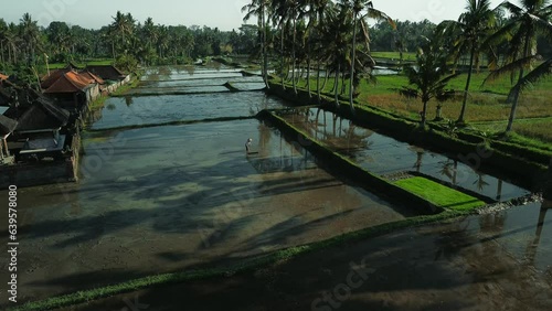 Wallpaper Mural Aerial view of a farmer cultivating the land in the rice fields. Rice fields flooded with water in which palm trees are reflected, the farmer works in the field. Agriculture in the countryside. Torontodigital.ca