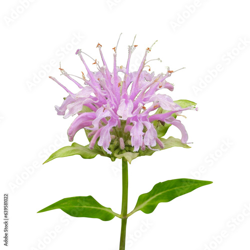 Monarda fistulosa (Wild Bergamot) Native North American Prairie Wildflower Isolated on White Background photo