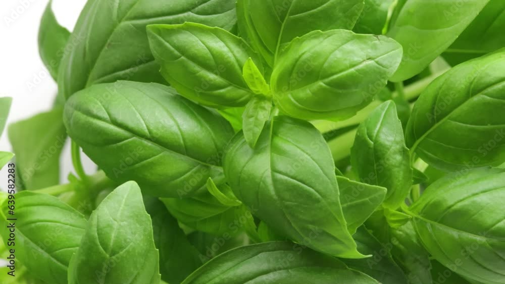 feuilles de basilic, en gros plan feuilles de basilic, en gros plan