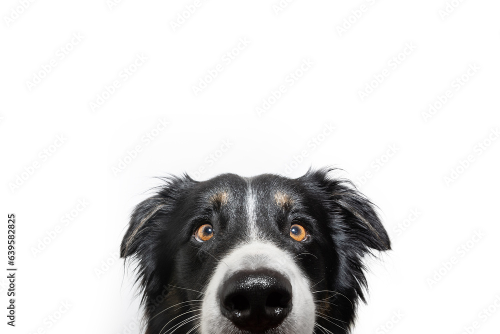 Close-up cute and hide border collie dog looking at camera peeking out. Isolated on white background