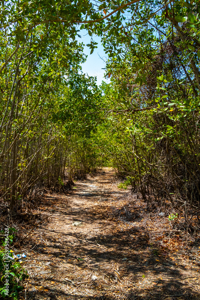 Tropical forest jungle nature Caribbean exotic palm trees plants Mexico. Tropical forest jungle nature Caribbean exotic palm trees plants Mexico.