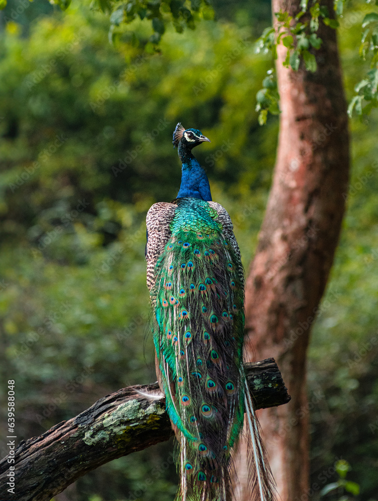 Obraz premium Indian Peacock
