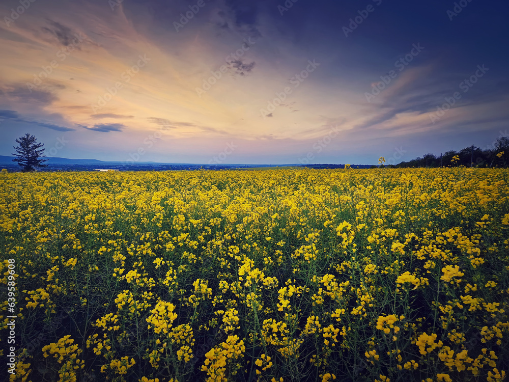 Obraz premium Rapeseed field under sunset sky background. Land with yellow canola flowers in the evening. Spring farmland seasonal blooming