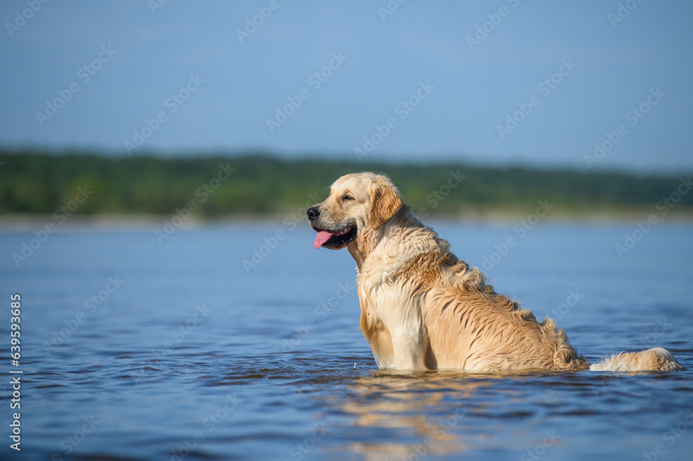 funny golden retriever dog sitting in the water on the beach funny golden retriever dog sitting in the water on the beach