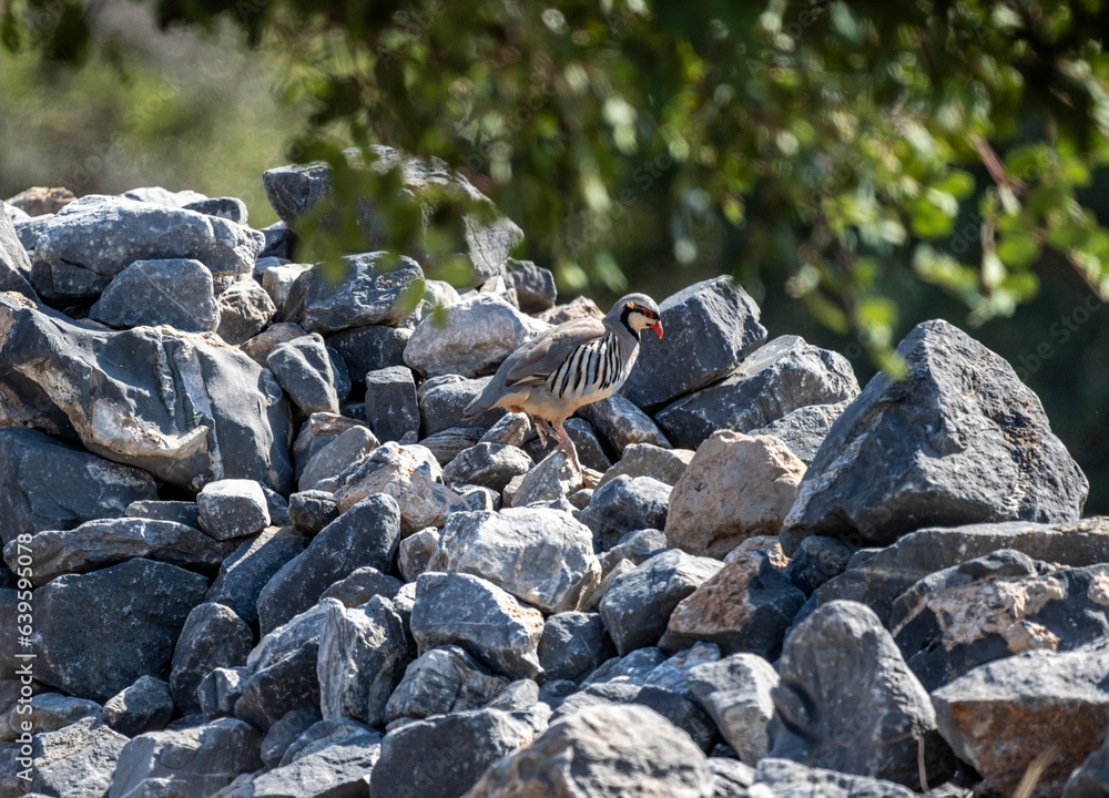 European rock partridge on a successful hunt in the natural environment in summer European rock partridge on a successful hunt in the natural environment in summer
