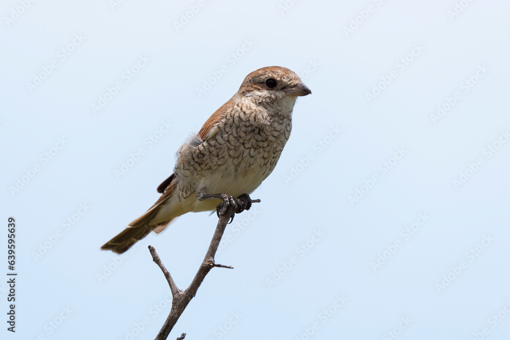 Pie grièche écorcheur,. Lanius collurio, Red backed Shrike Pie grièche écorcheur,. Lanius collurio, Red backed Shrike