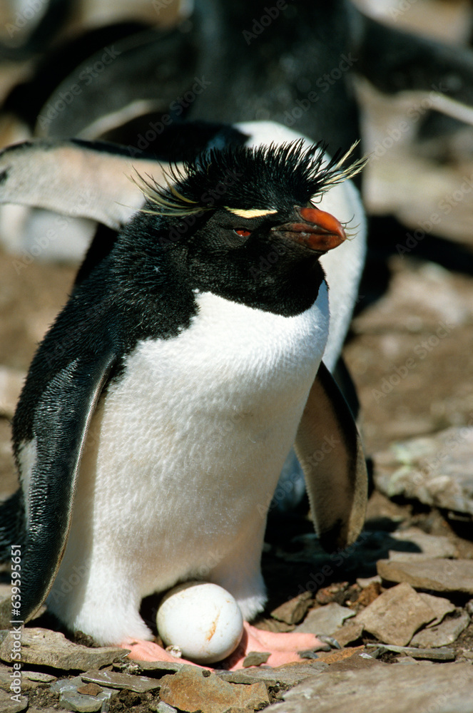 Naklejka premium Manchot gorfou sauteur, nid, adulte, oeuf, Eudyptes chrysocome, Southern Rockhopper PenguinIles, Iles Falkland, Malouines