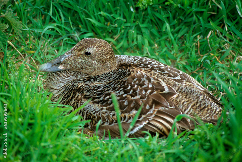 Eider à duvet, femelle, nid, .Somateria mollissima, Common Eider Eider à duvet, femelle, nid, .Somateria mollissima, Common Eider