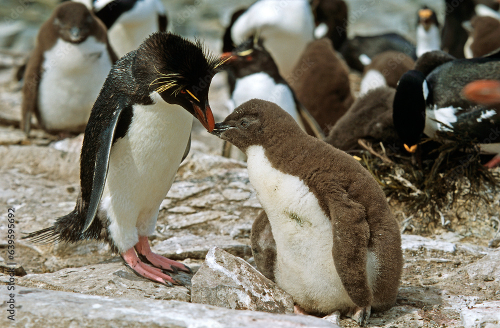 Fototapeta premium Manchot gorfou sauteur, nid jeune, nourrissage, Eudyptes chrysocome, Southern Rockhopper PenguinIles, Iles Falkland, Malouines
