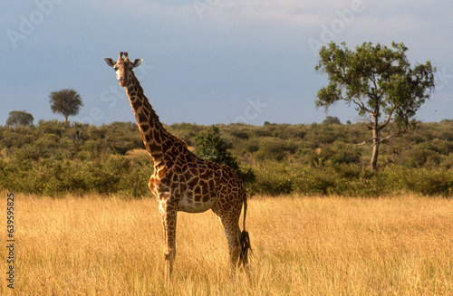 Girafe, Giraffa camelopardalis tippelskirchi, Parc national du Masai Mara , Kenya