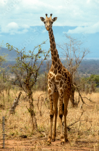 Girafe  Giraffa camelopardalis tippelskirchi  Parc national du Masai Mara   Kenya