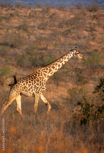 Girafe  Giraffa camelopardalis tippelskirchi  Parc national du Masai Mara   Kenya