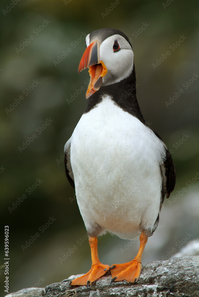 Macareux moine,.Fratercula arctica, Atlantic Puffin,