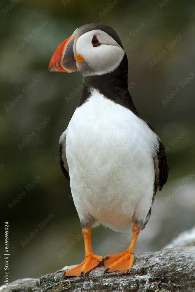 Naklejka premium Macareux moine,.Fratercula arctica, Atlantic Puffin,