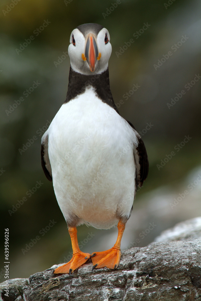 Fototapeta premium Macareux moine,.Fratercula arctica, Atlantic Puffin,