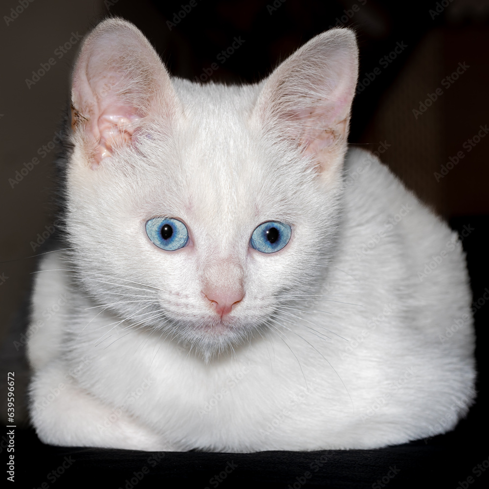 gata 4 gata 4