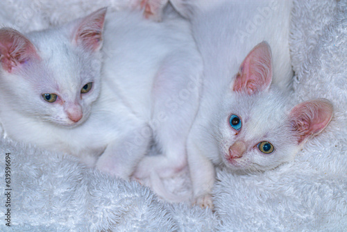 gatas