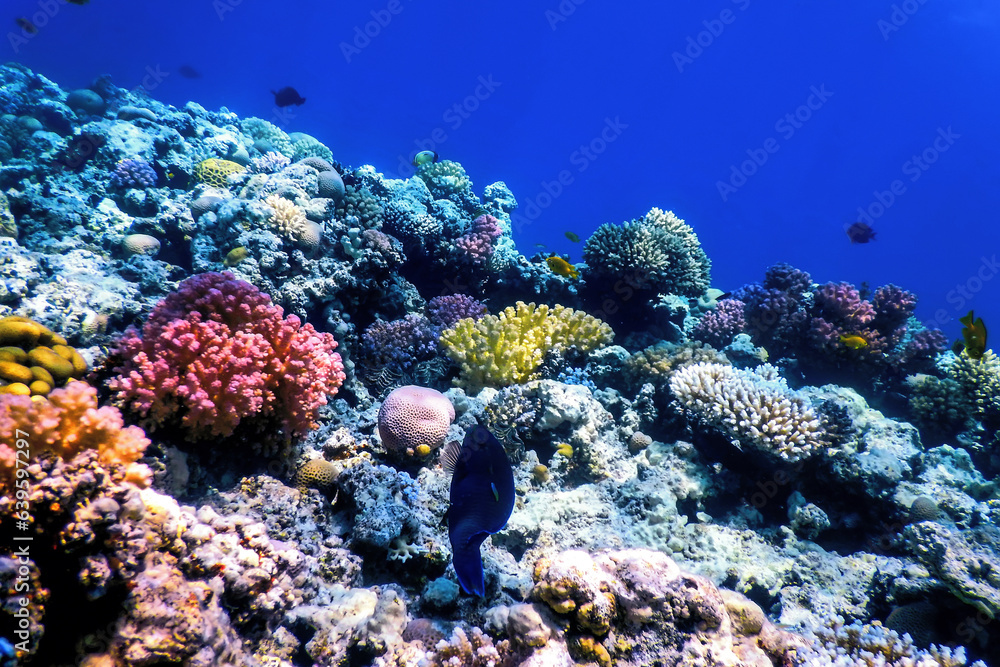 Obraz premium Underwater view of the coral reef, Tropical waters
