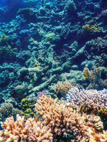 Fototapeta Naklejka Na Ścianę i Meble -  Underwater view of the coral reef, Tropical waters