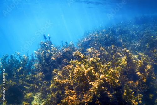 Seaweed, Seaweed Underwater, Seaweed Shallow Water
