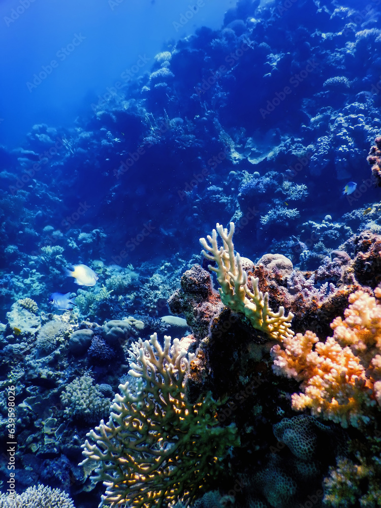 Fototapeta premium Underwater view of the coral reef, Tropical waters