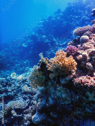 Underwater view of the coral reef, Tropical waters