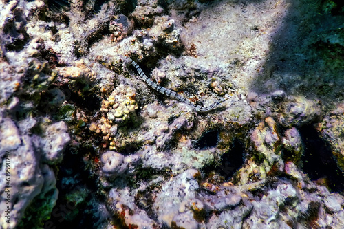 Yellow banded pipefish, network pipefish (Corythoichthys flavofasciatus) Tropical waters