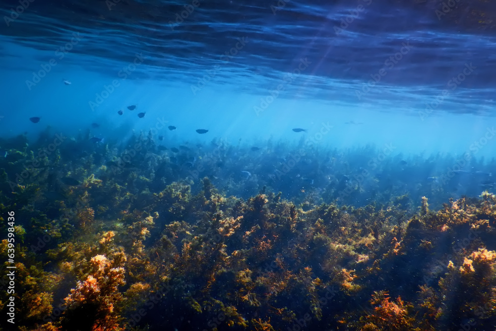 Fototapeta premium Seaweed, Seaweed Underwater, Seaweed Shallow Water